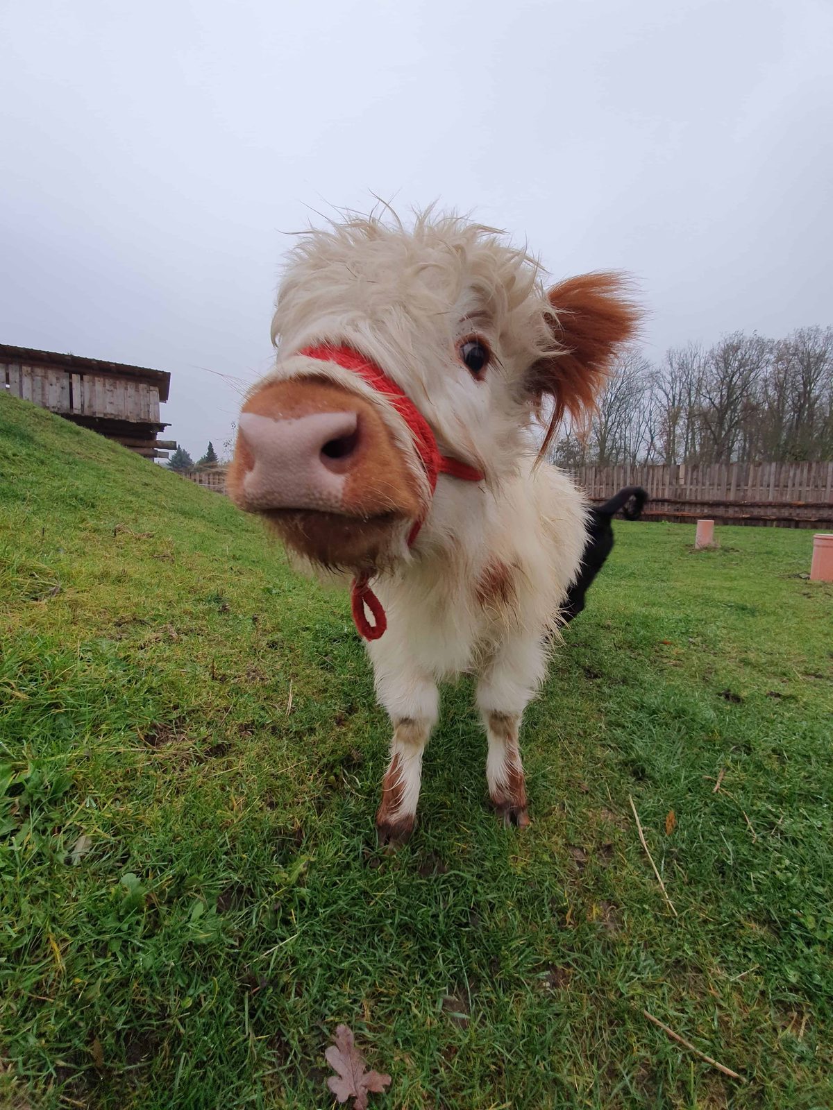 Unsere Mini-Highland-Kühe