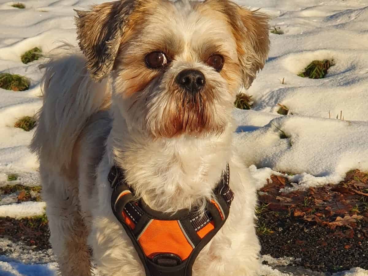 Balu – Hund