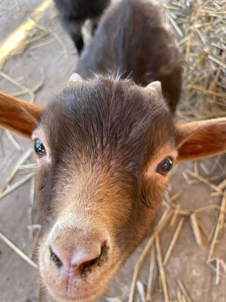 Mini-Ziege Bambi