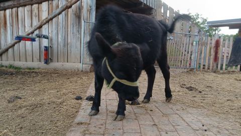 Floki – Mini-Highland-Kuh