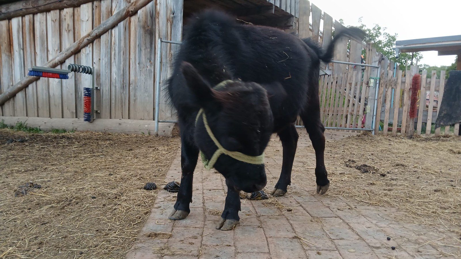 Floki – Mini-Highland-Kuh