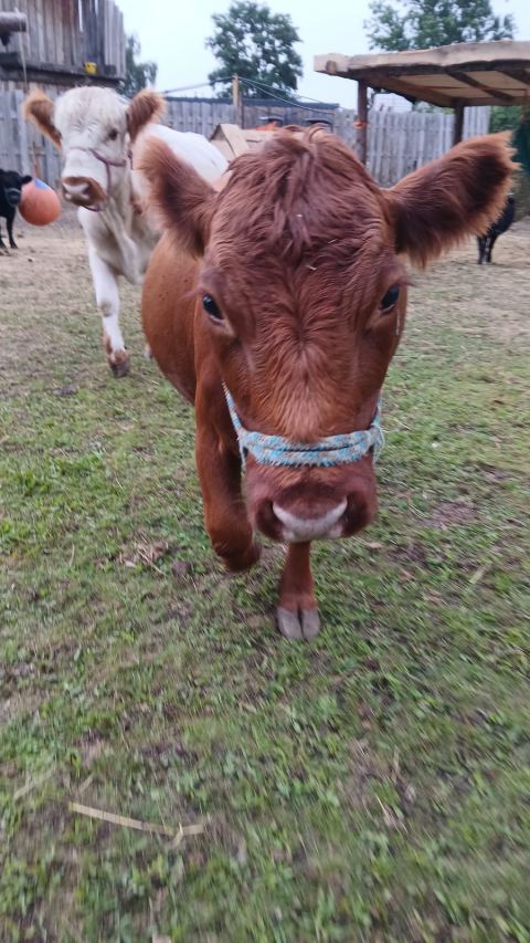 Frieda – Mini-Highland-Kuh