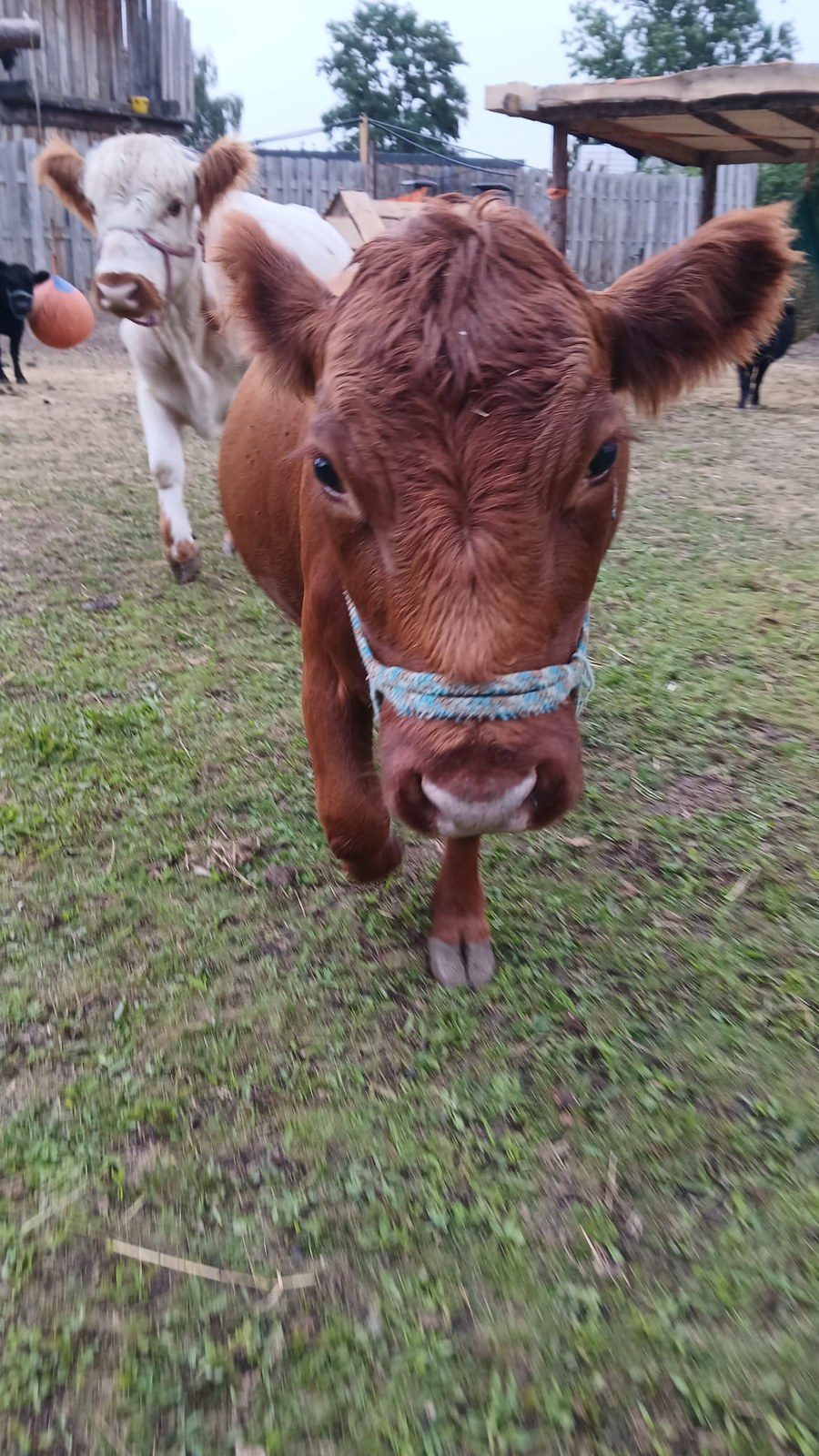 Frieda – Mini-Highland-Kuh