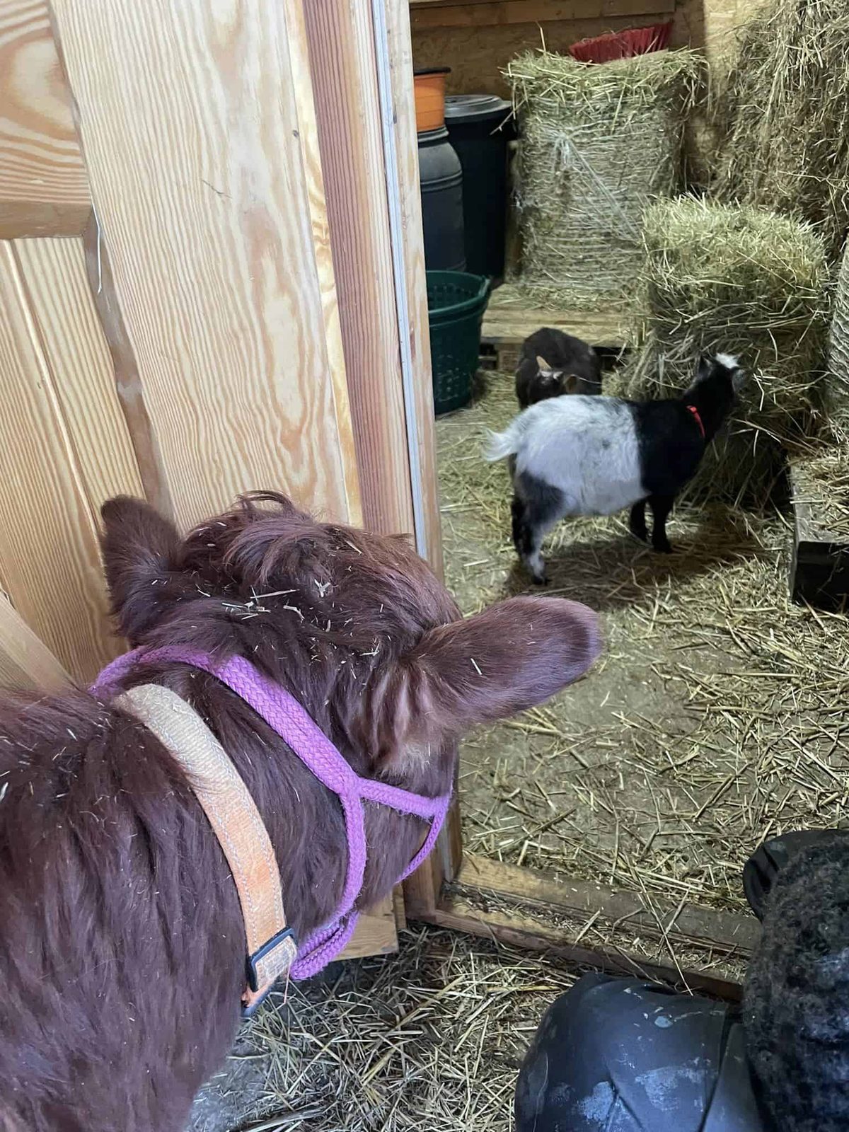 Frida – Mini-Highland-Kuh