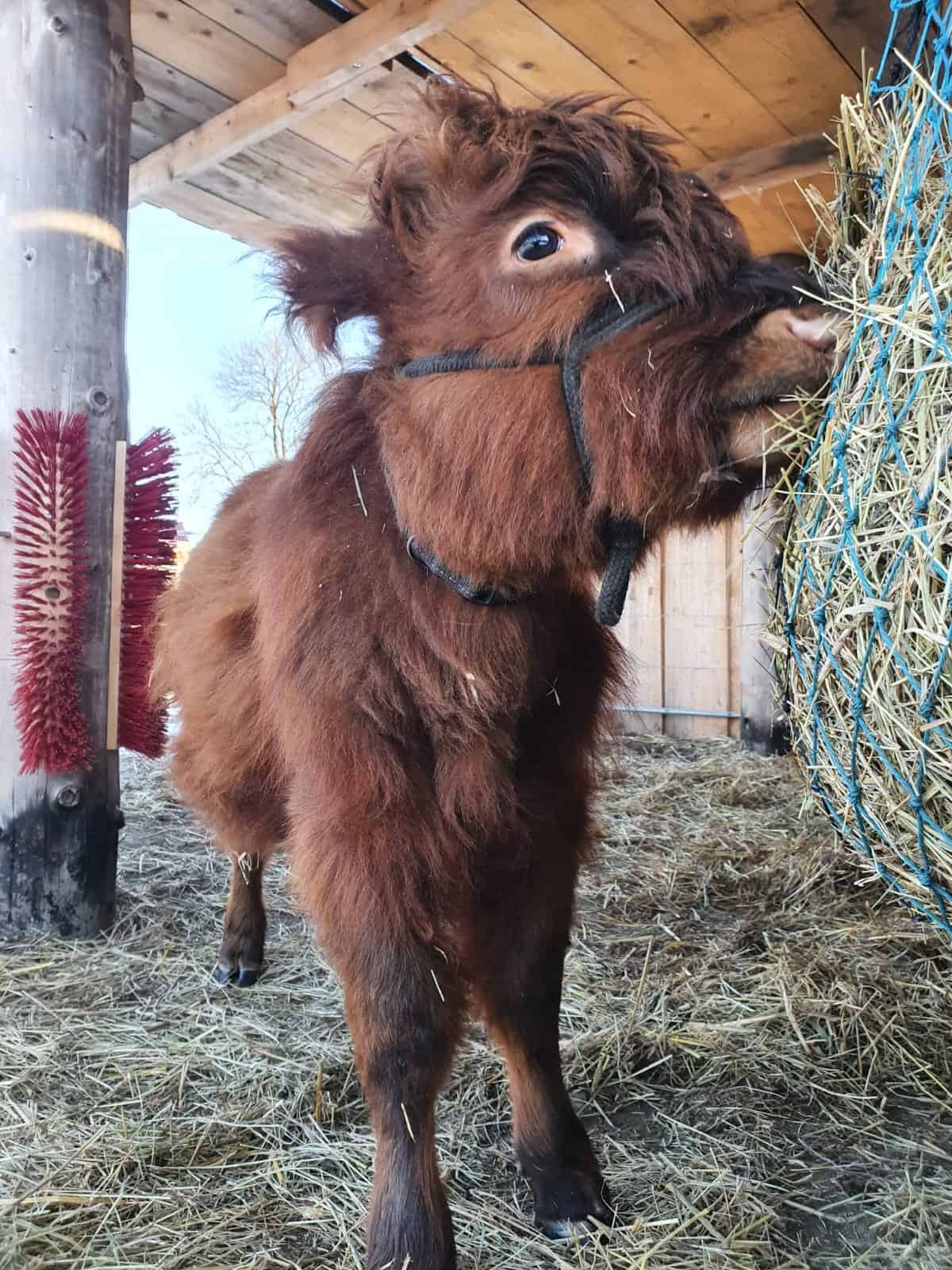 Fridolin – Mini-Highland-Kuh