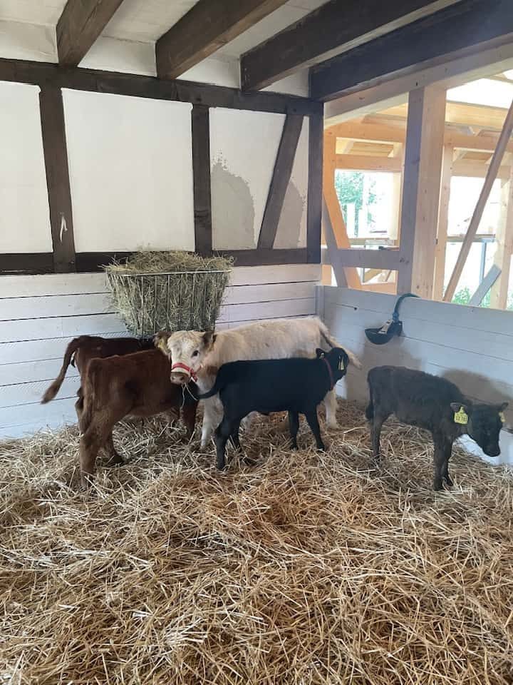 Unsere Mini-Highland-Kühe
