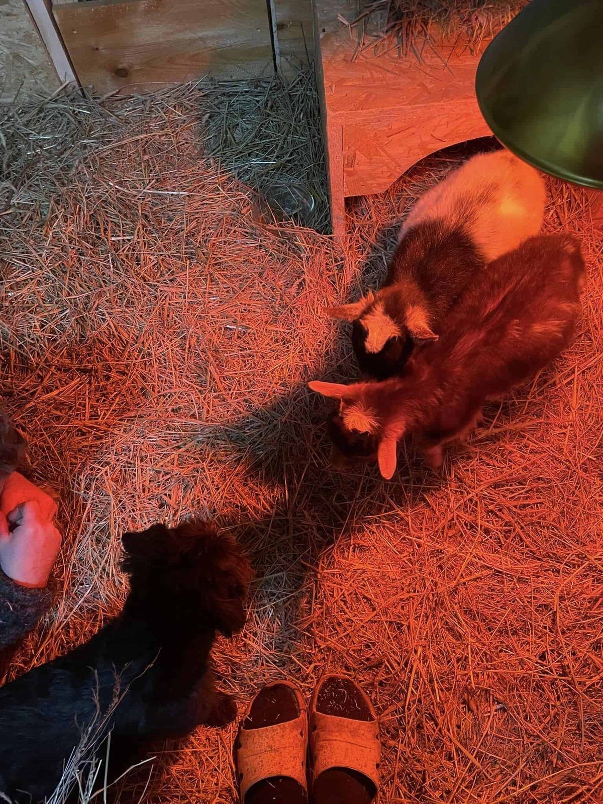 Die Ziegen sind da