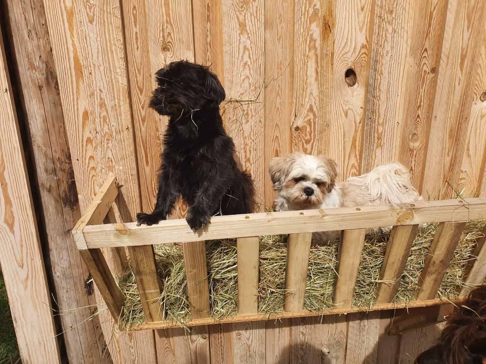 Hundehütte
