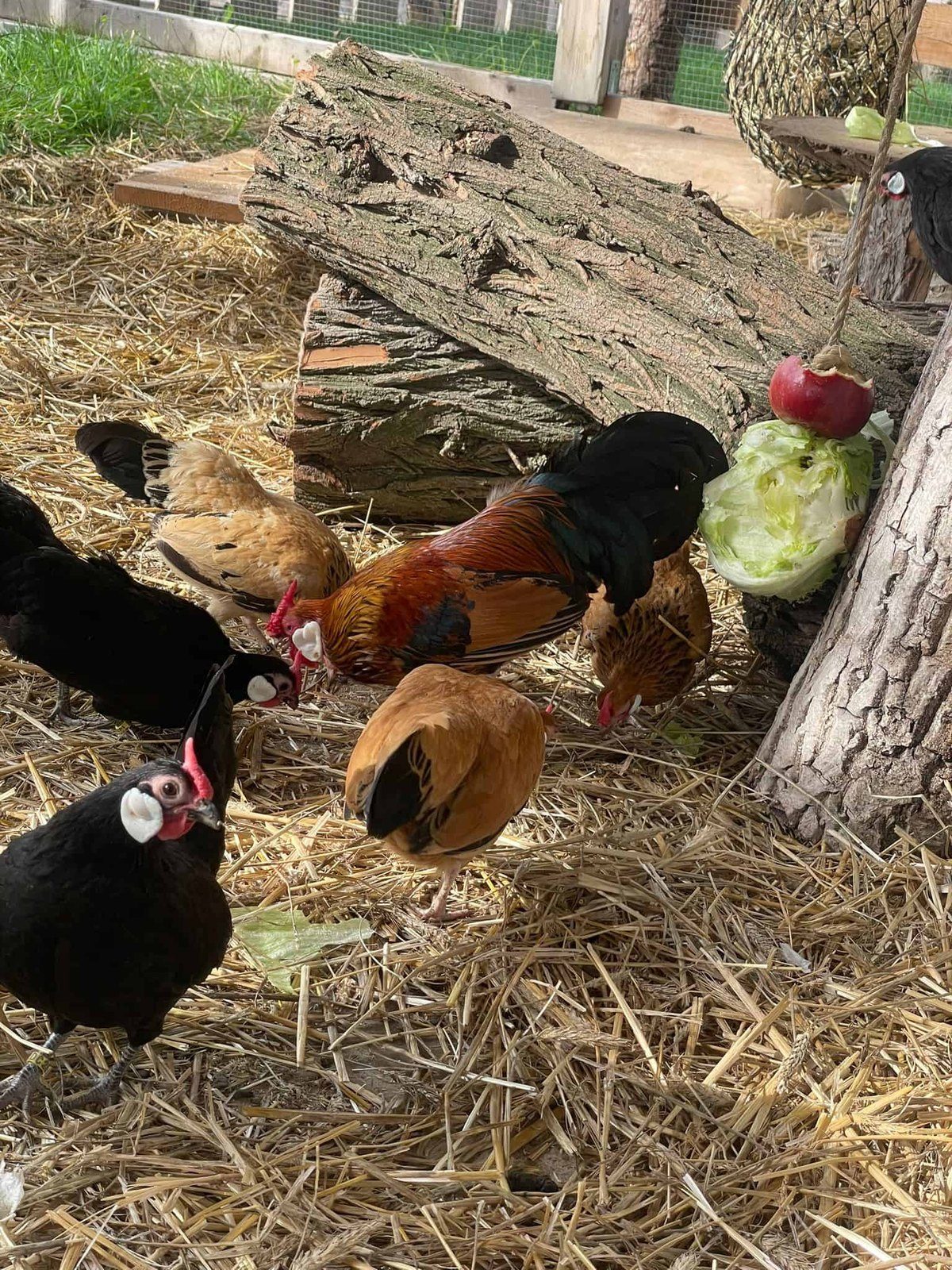 Huhn aus der Nähe