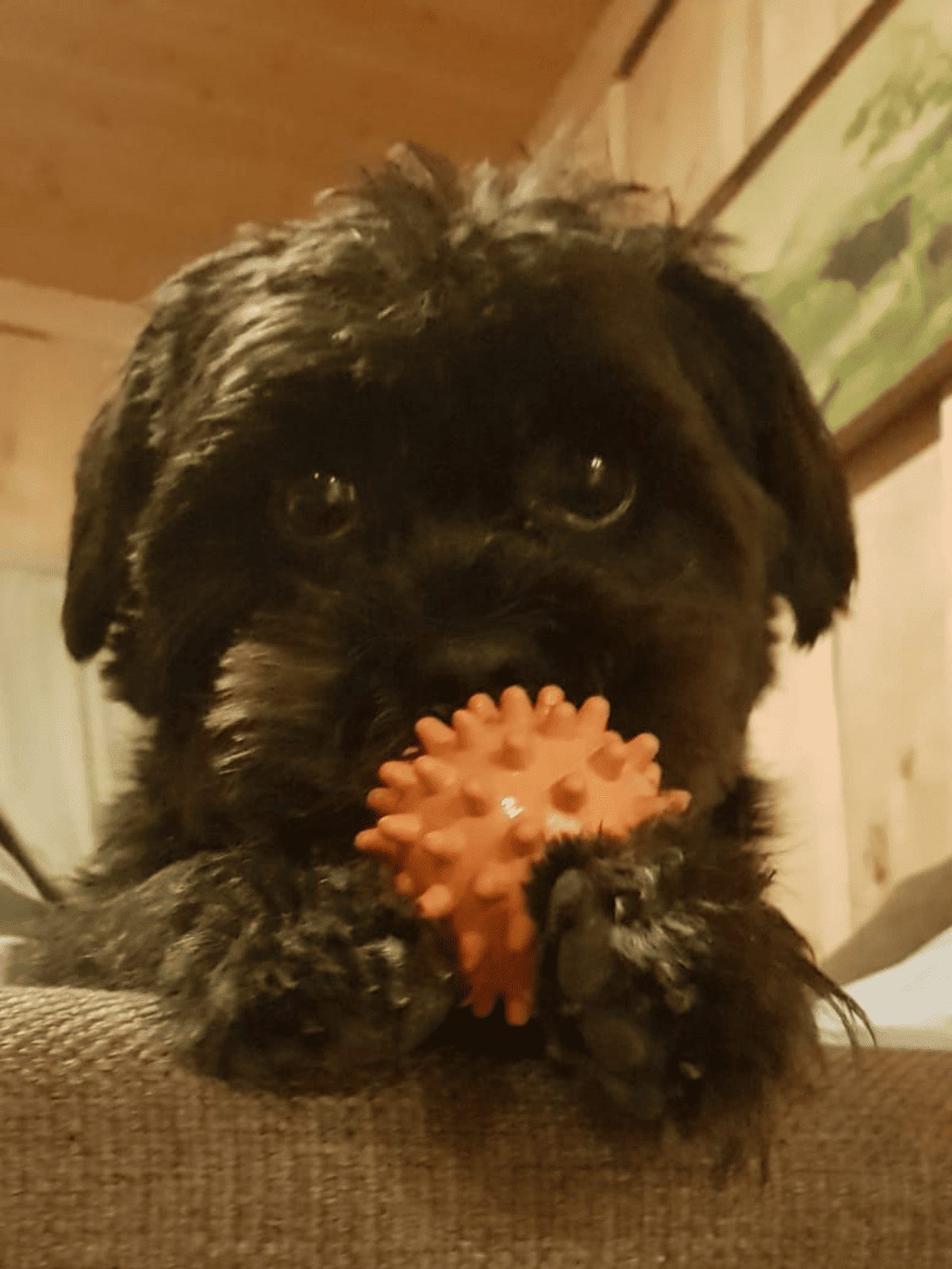 Krümel – Hund