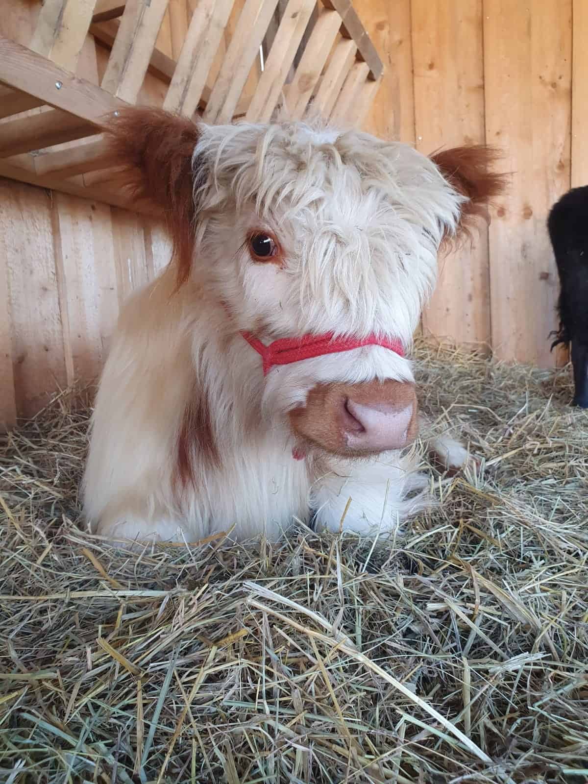 Lotta – Mini-Highland-Kuh