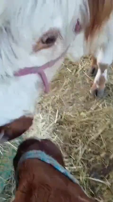 Kuh-Kuscheln auf dem Hof