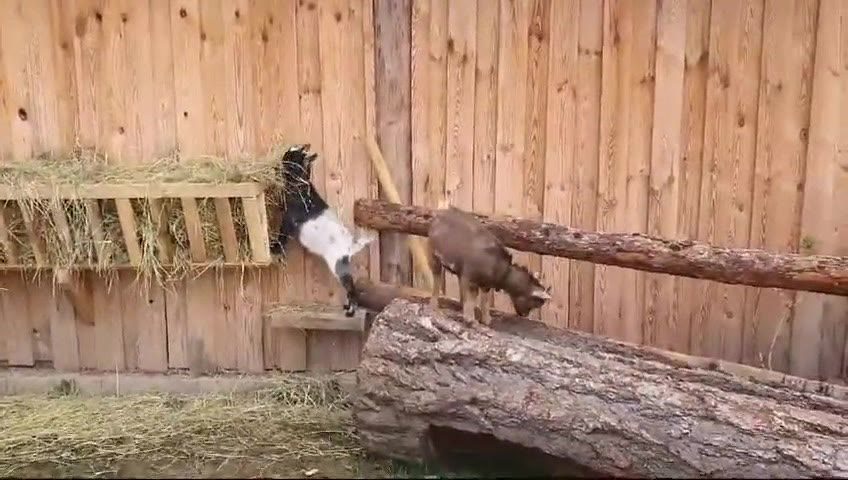 Tiere im Frühling