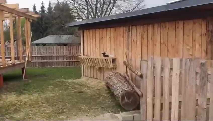Tiere im Frühling