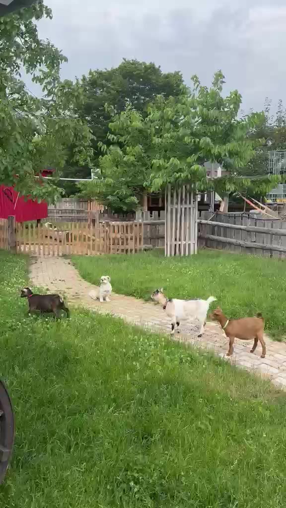 Unsere Mini-Ziegen