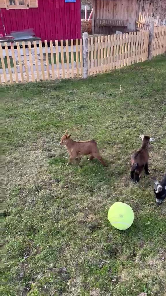 Unsere Mini-Ziegen