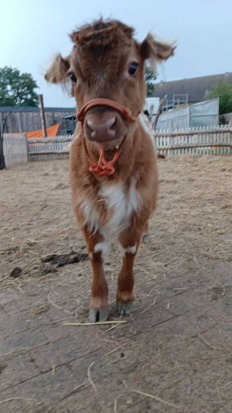 Teddy – Mini-Highland-Kuh
