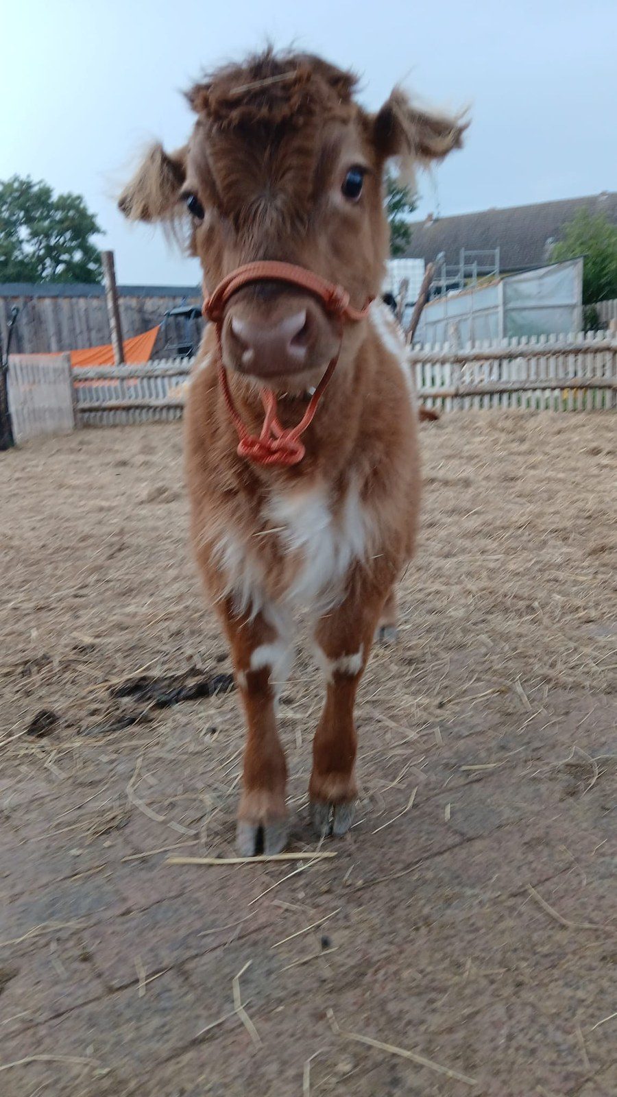 Teddy – Mini-Highland-Kuh