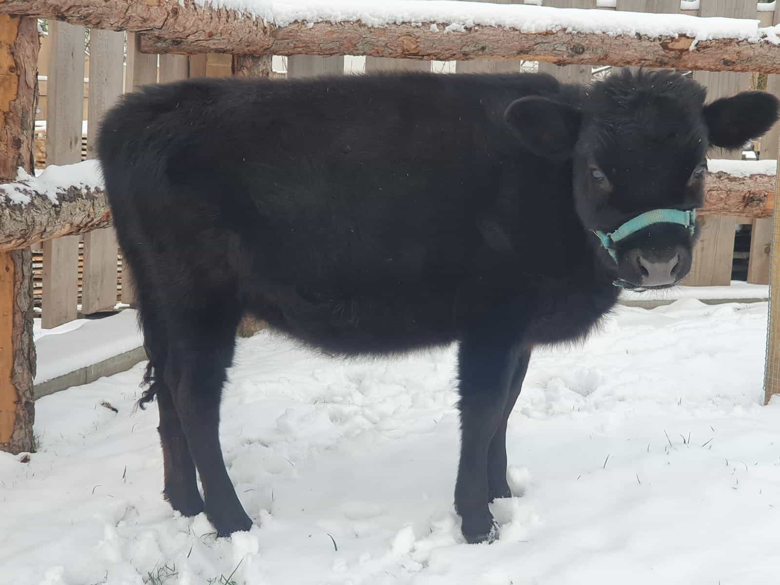 Trixi – Mini-Highland-Kuh