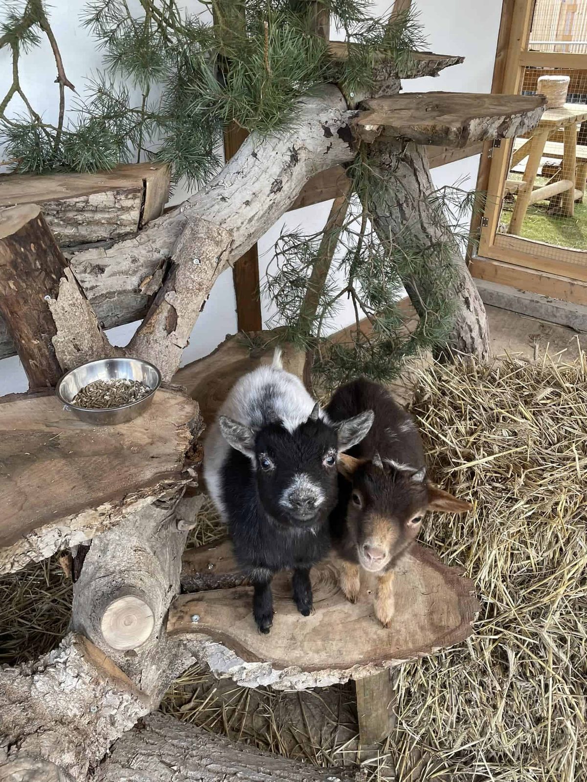 Die Ziegen sind da