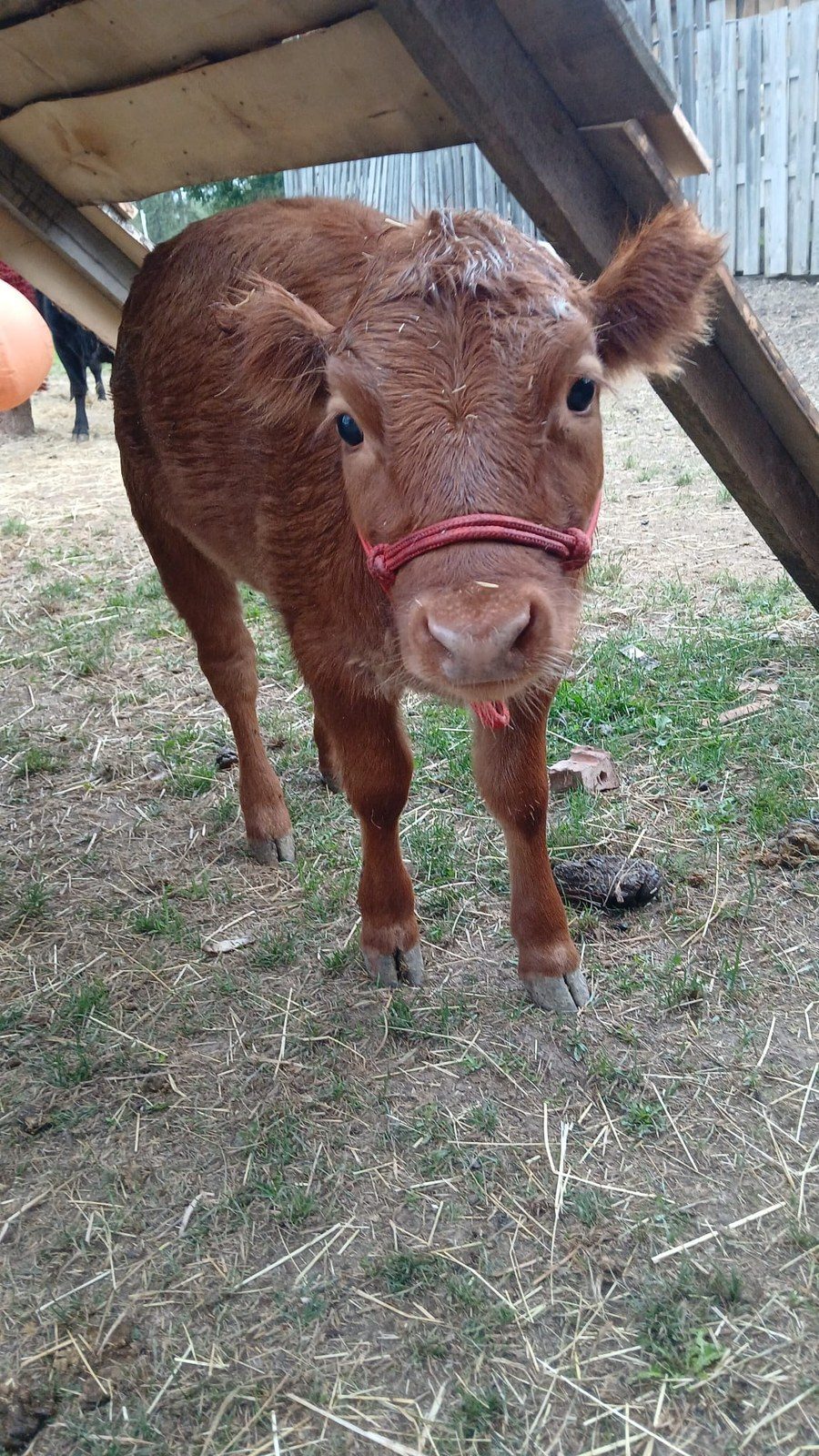 Wilma – Mini-Highland-Kuh