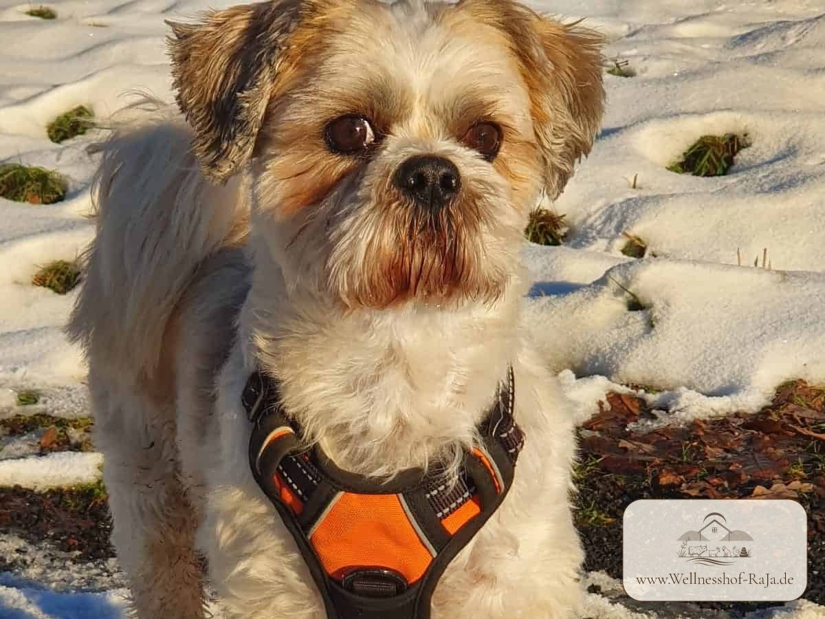 Balu – Hund