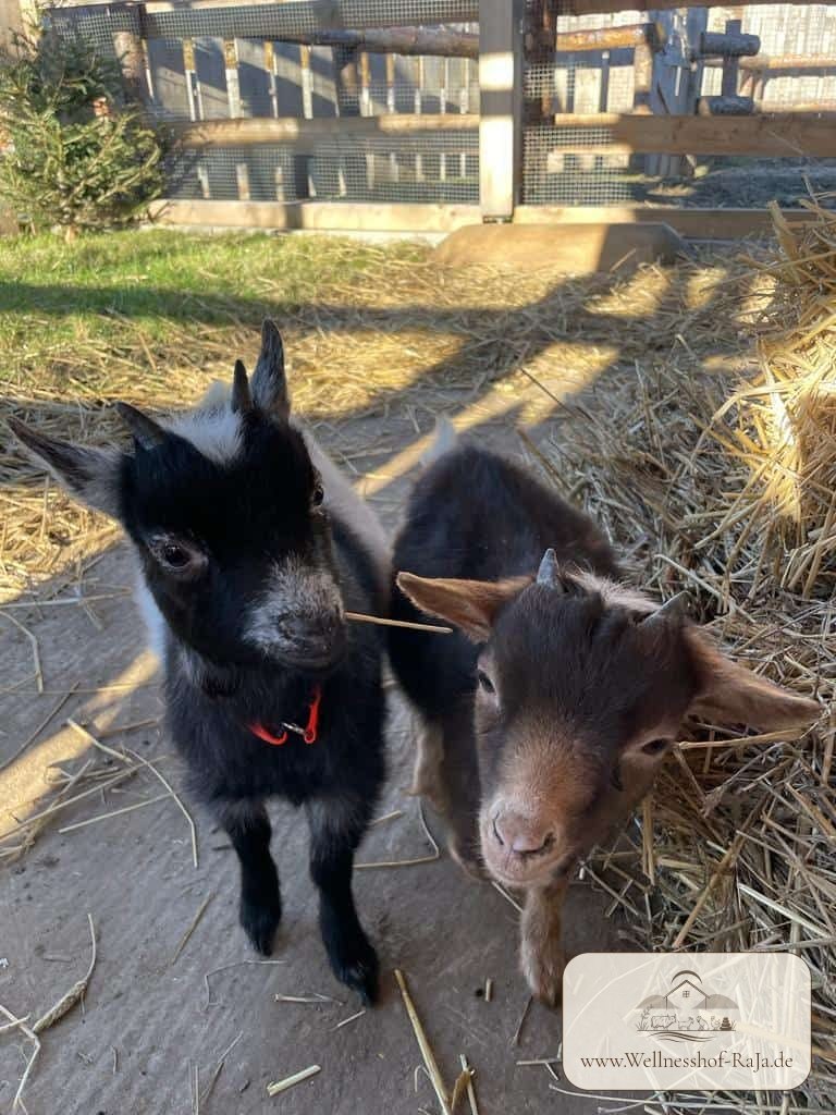 Bambi (braun) und ihre Freundin Feline