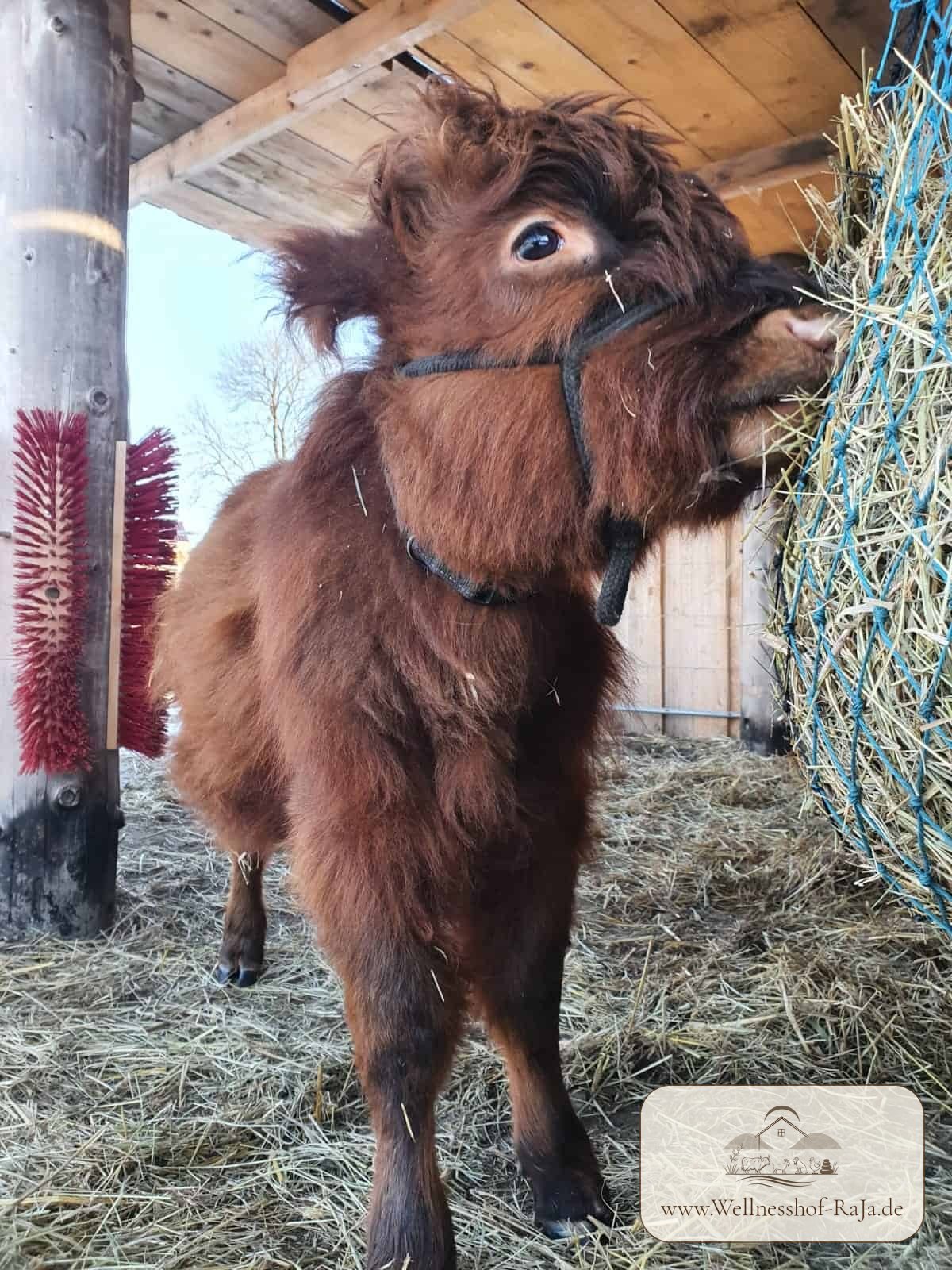 Fridolin – Mini-Highland-Kuh