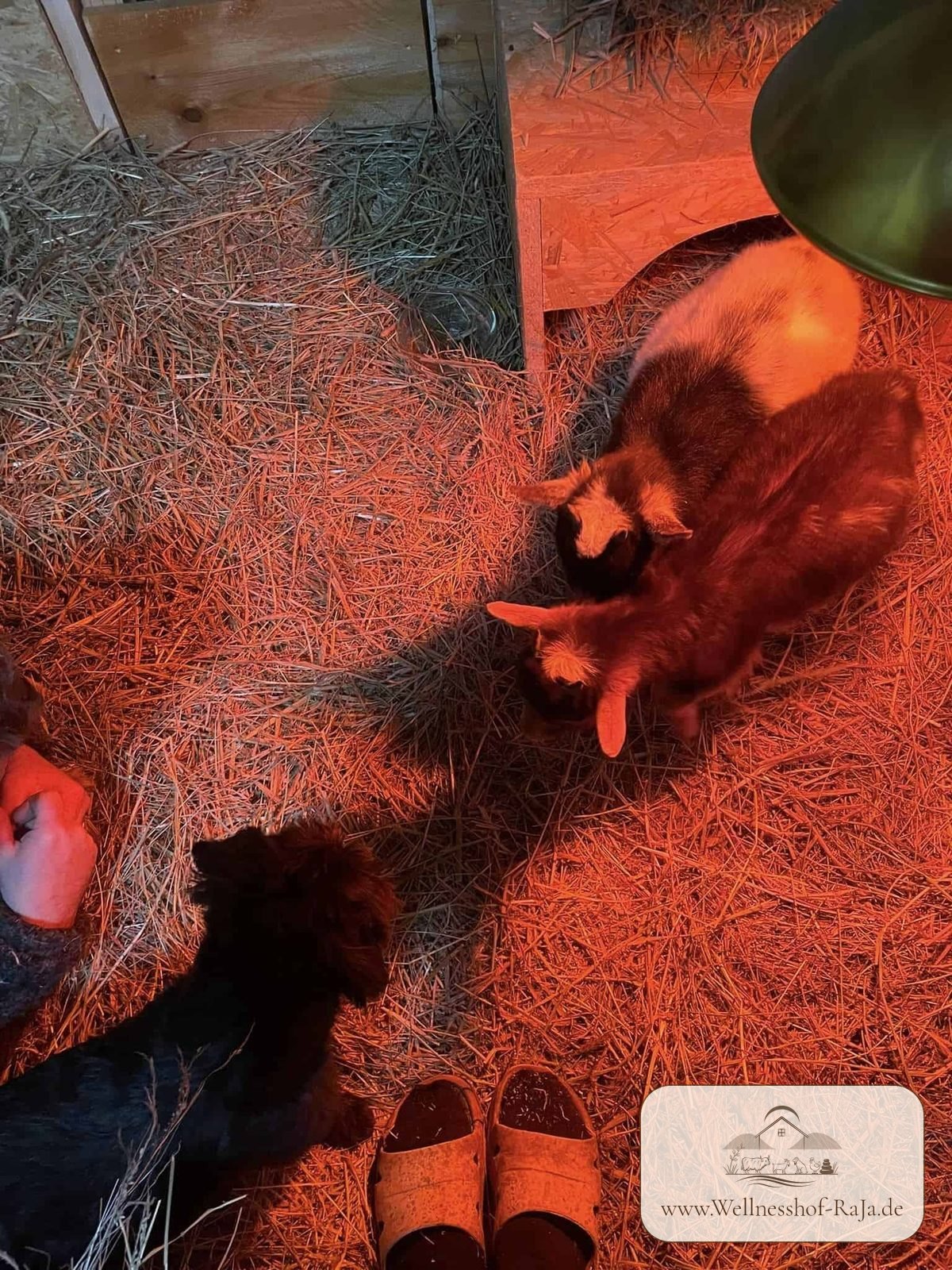 Die Ziegen sind da