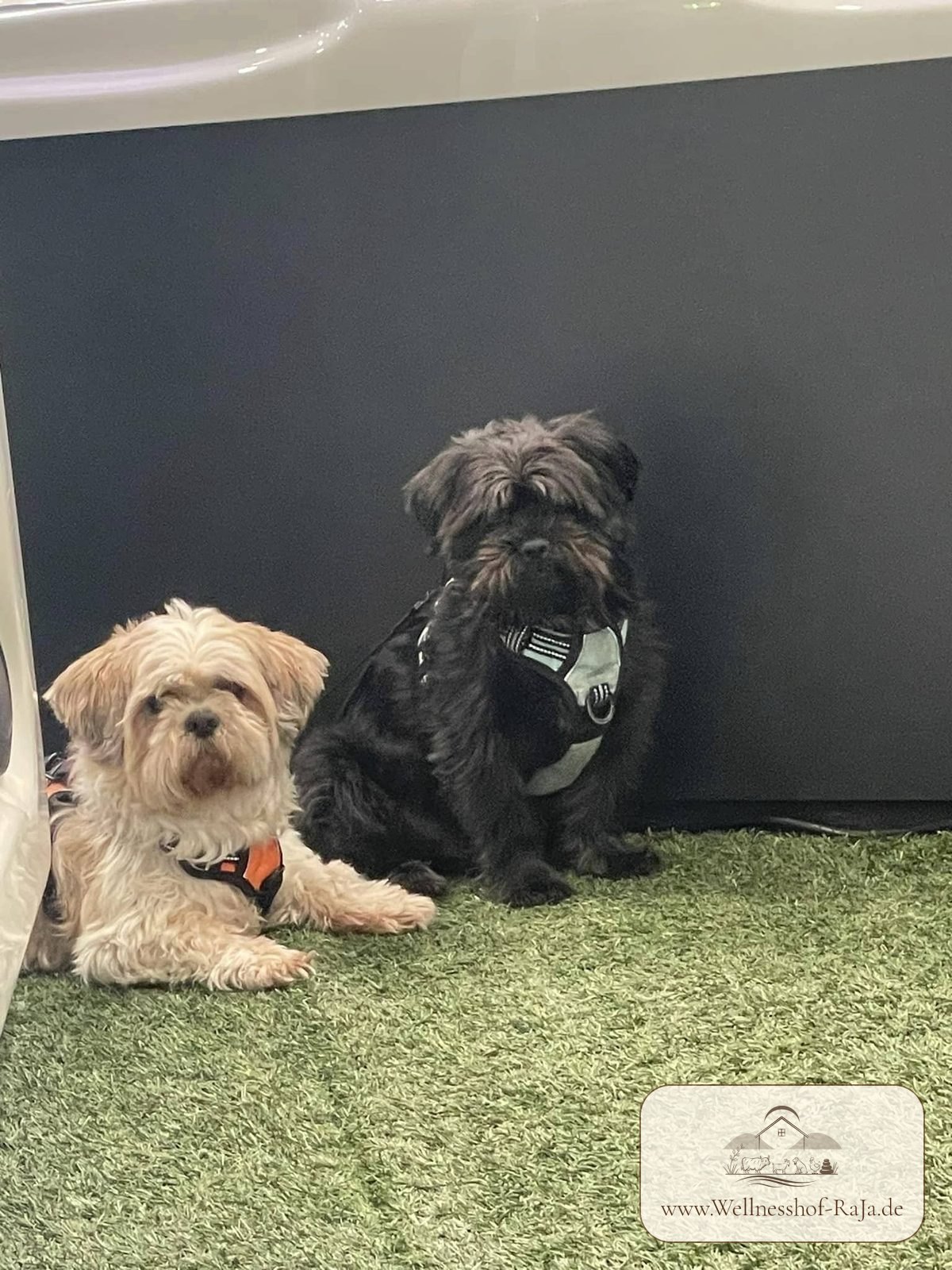 Balu und Krümel als Verkäufer