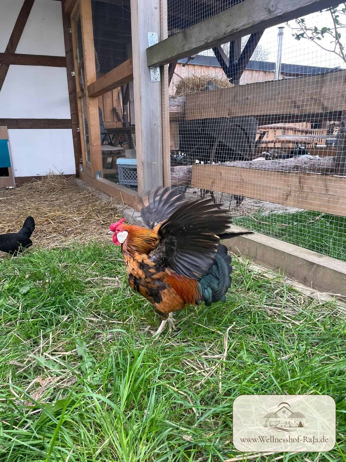 Unser Hahn im Grünen