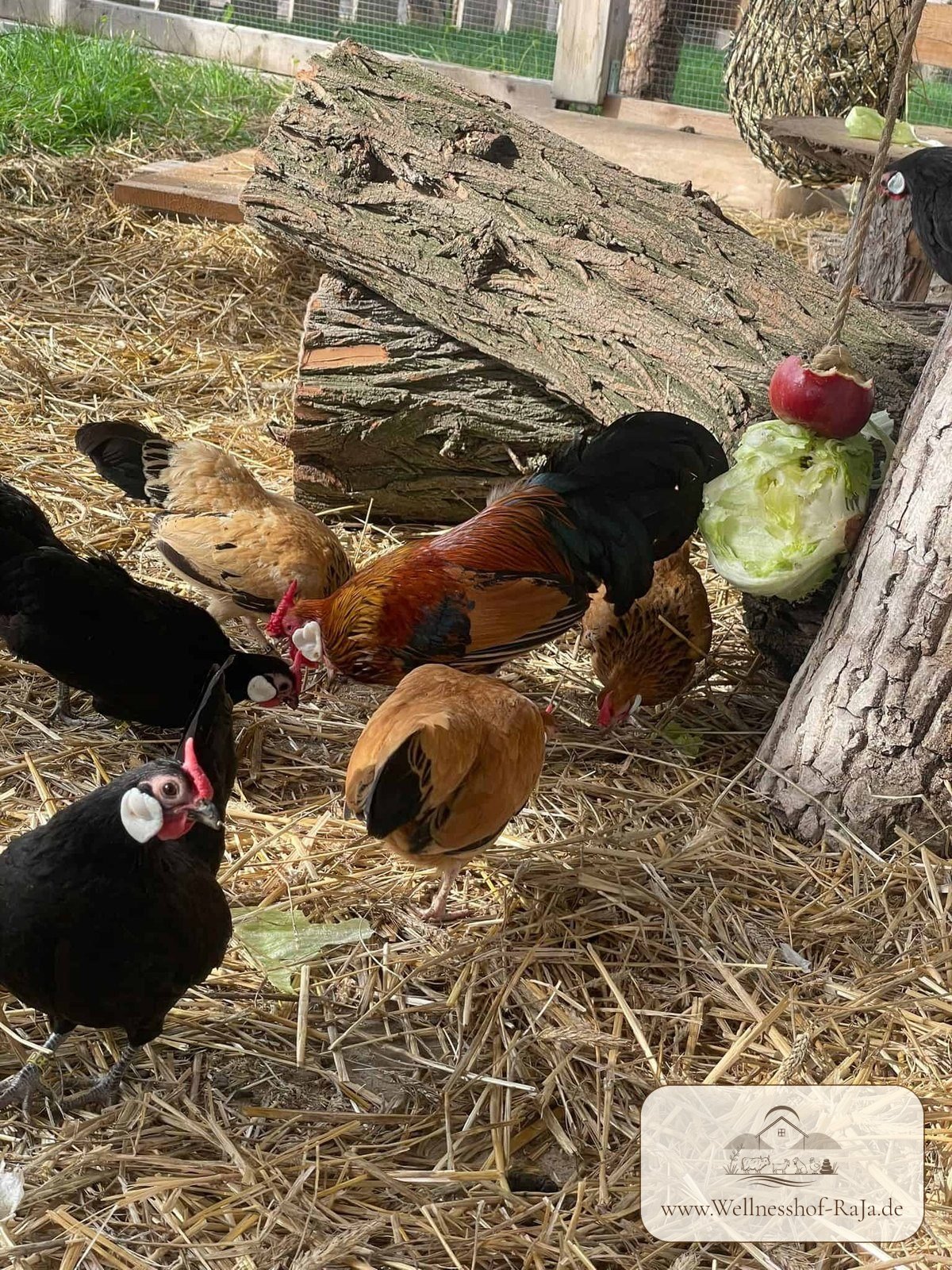Huhn aus der Nähe