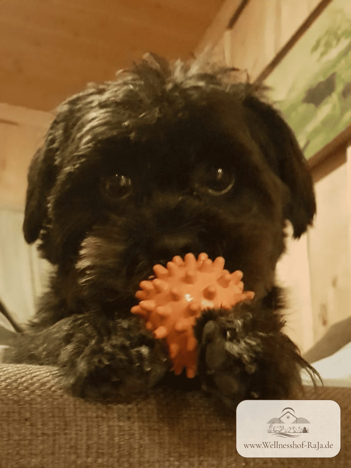 Krümel – Hund