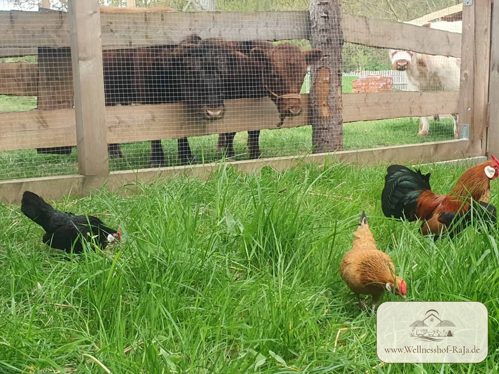 Mini-Highland-Kühe am Zaun