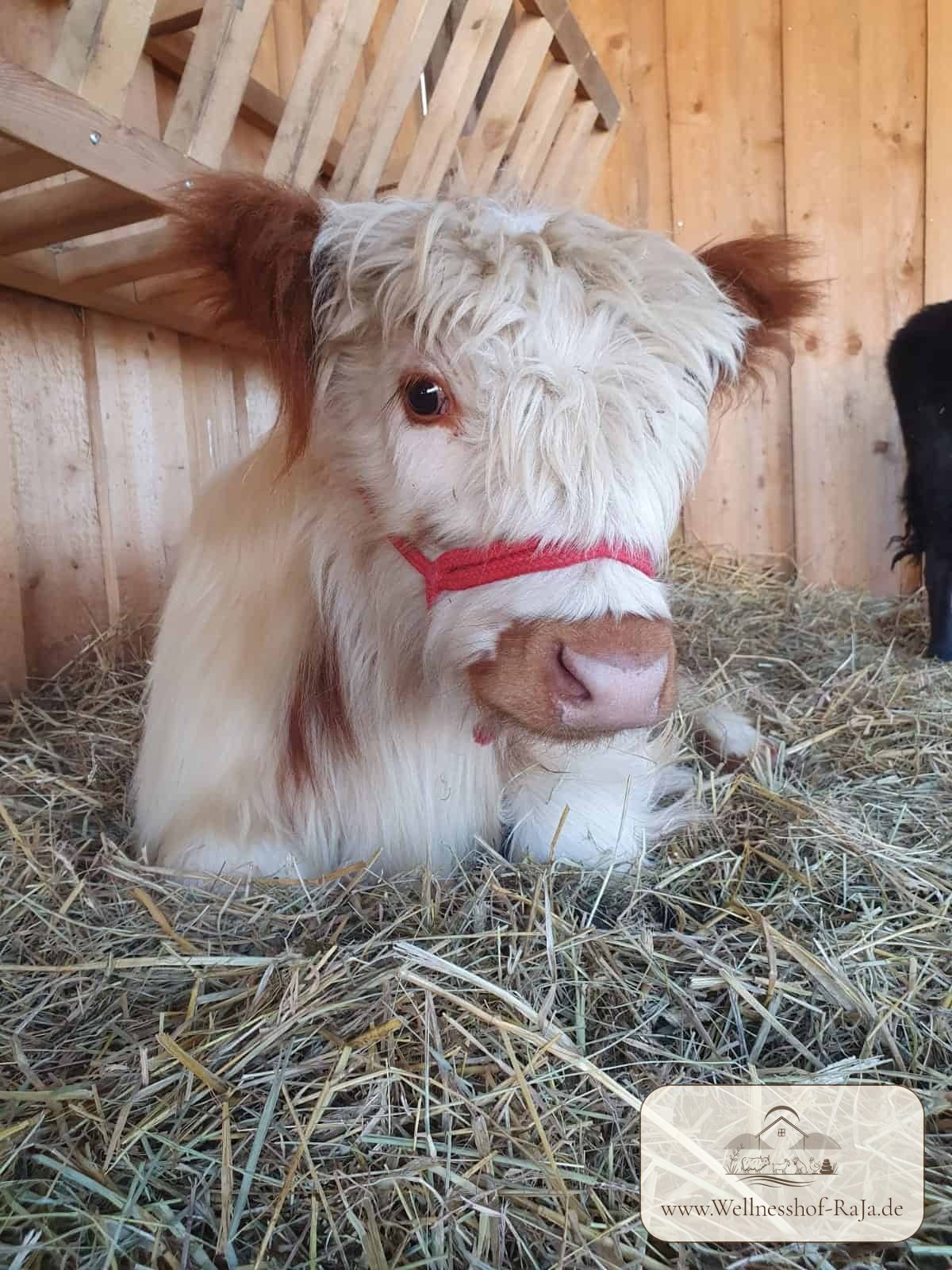 Lotta – Mini-Highland-Kuh