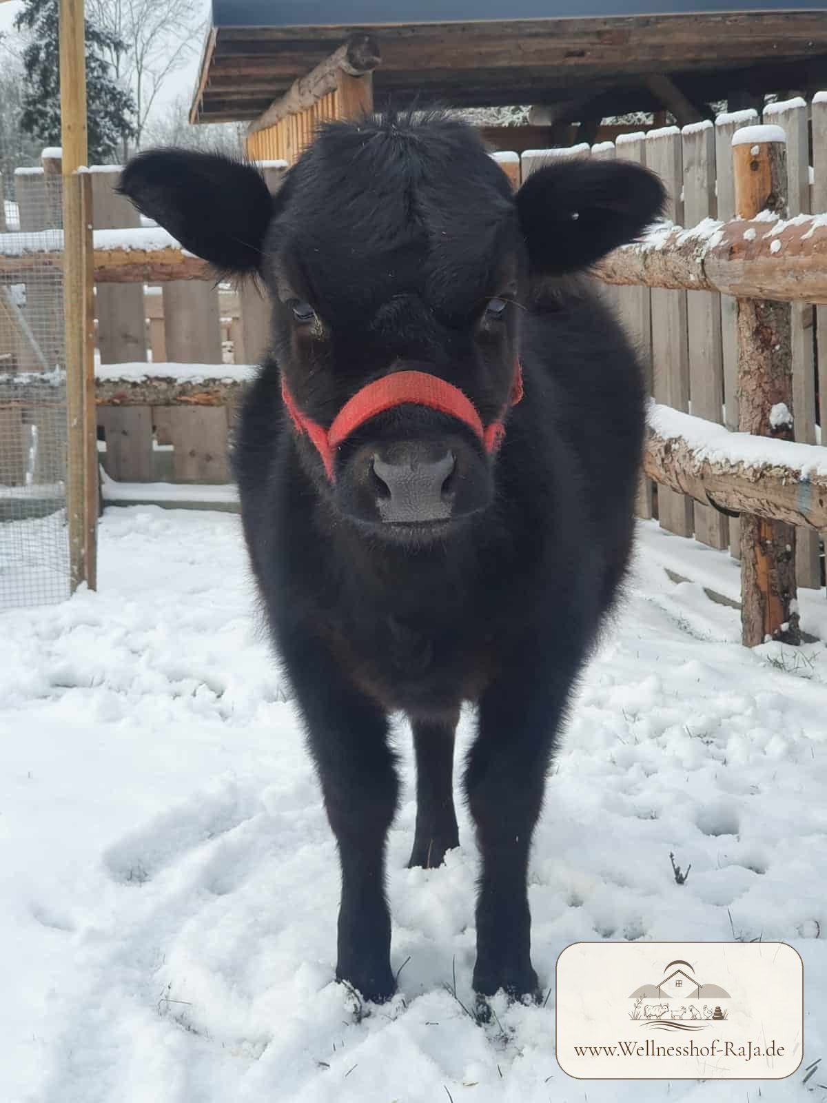 Maja – Mini-Highland-Kuh