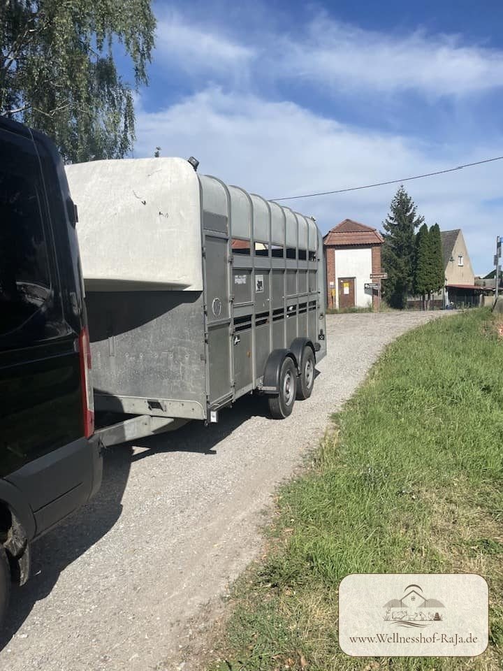 Der erste Einzug