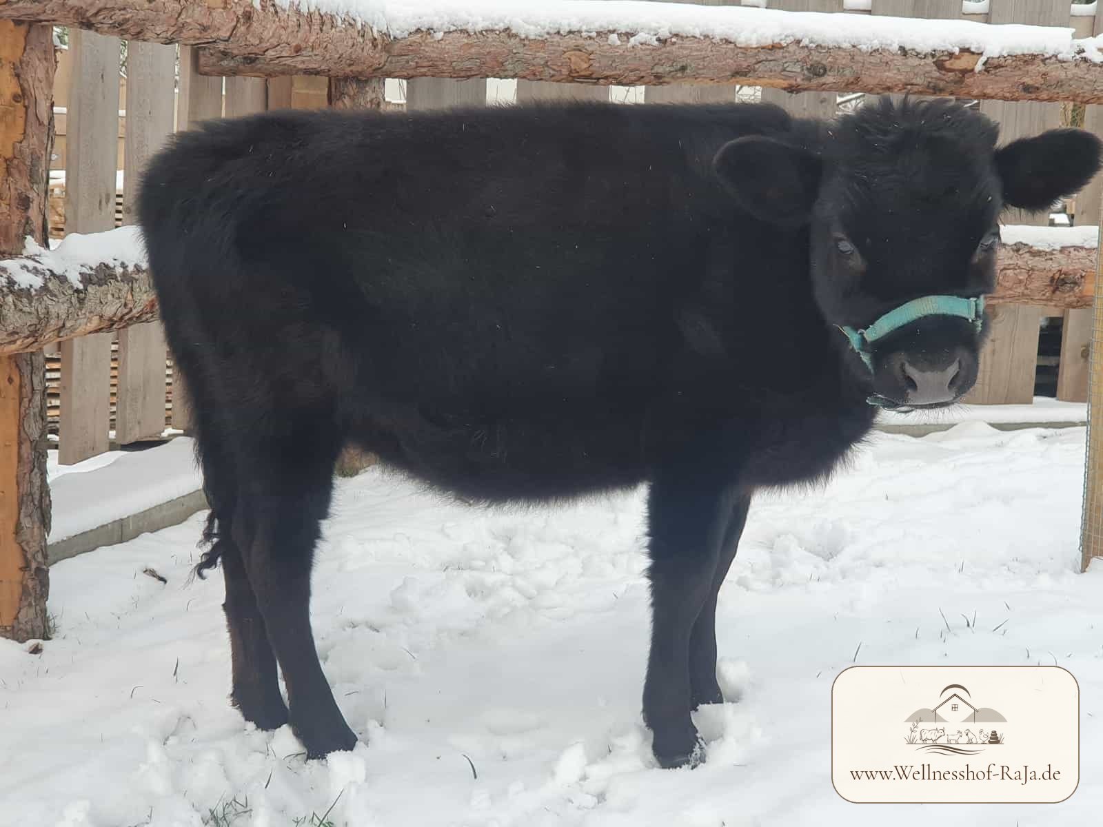 Trixi – Mini-Highland-Kuh