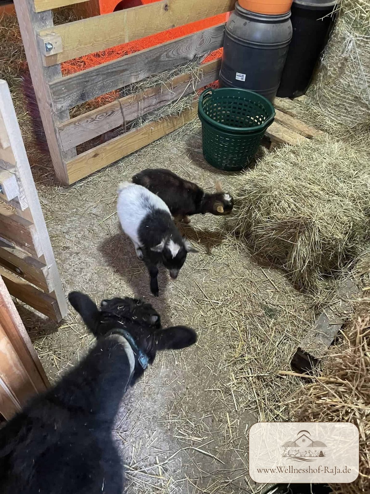 Die Ziegen sind da